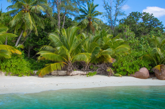 Plage de cocotiers, Seychelles