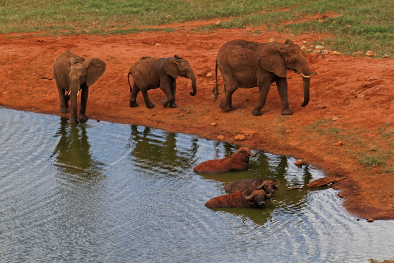 Éléphants au point d'eau